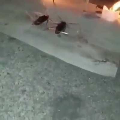 We lost a real one today 😭🤧