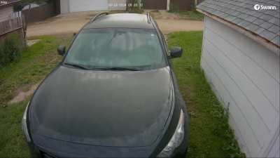 Crow or magpie? 😆