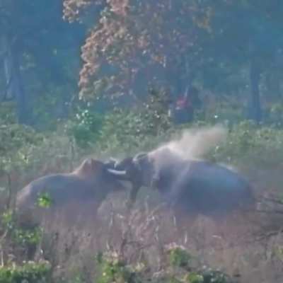 🔥 Natures giants goings at each other