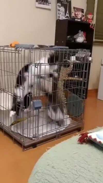 Helical cat pair in a box