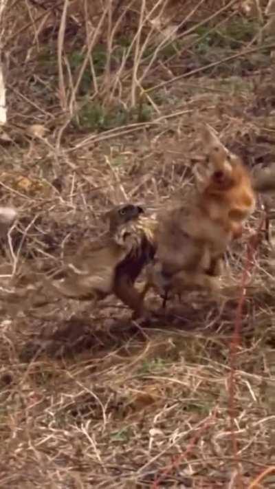 Hawk trying to take down a rabbit