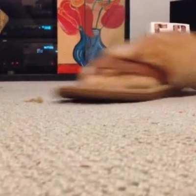 Introducing the carpet shark