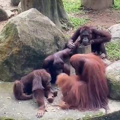 A group of apes waiting for the tool user to break a coconut