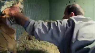 Big cat & her babies