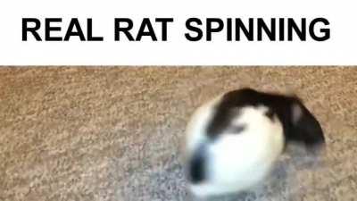 real rat spinning