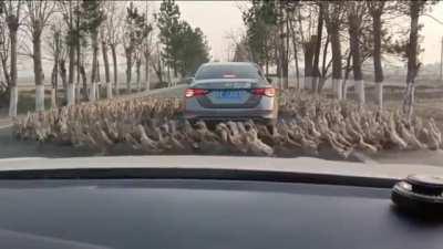 Stuck on Ni'San, the Winged Whirlwind, how do I stop his summoning ritual?