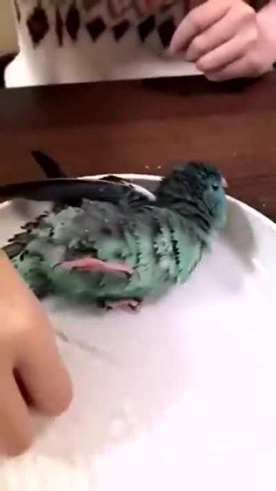 Nice bath🐦