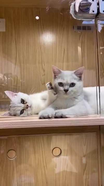 Бля, они как девочки из сияния...