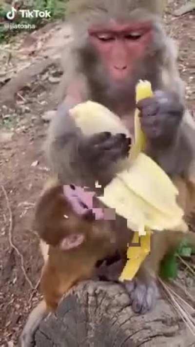 Even Monkeys do not eat the banana strings.
