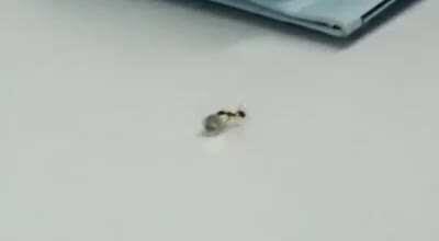 Ant steals diamond from jewelry store!