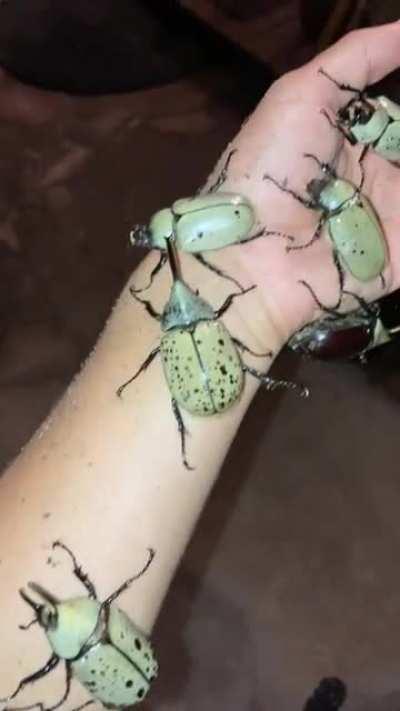 Even more dynastes grantii found in the Home Depot parking lot! I released the majority of them in a forest away from the lights