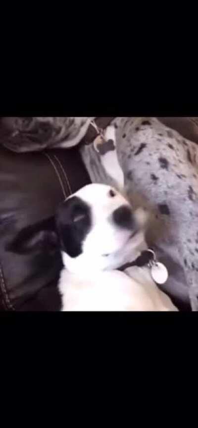 DoG SaVeGeLy MuRdErEd By CrUeL BeAsT