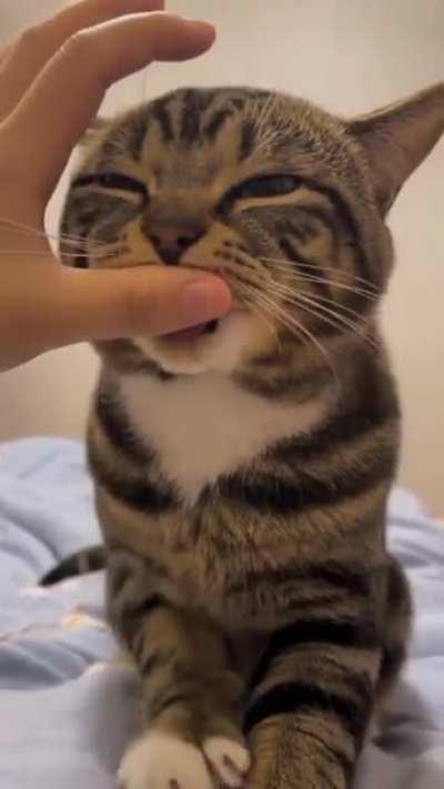 Cat that still having milk memories