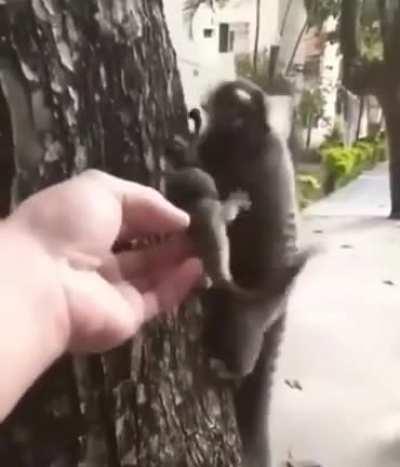 Sick bastard kidnap a lion tamarin baby from his mother's arms and left it to die on an open road!