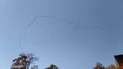 Kuvasin juuri aivan valtavan kurkiauran Reposaaren yllä.