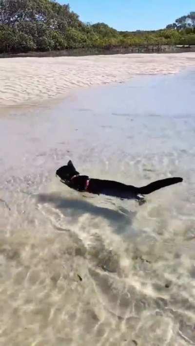 Dont worry hooman, i got your back!