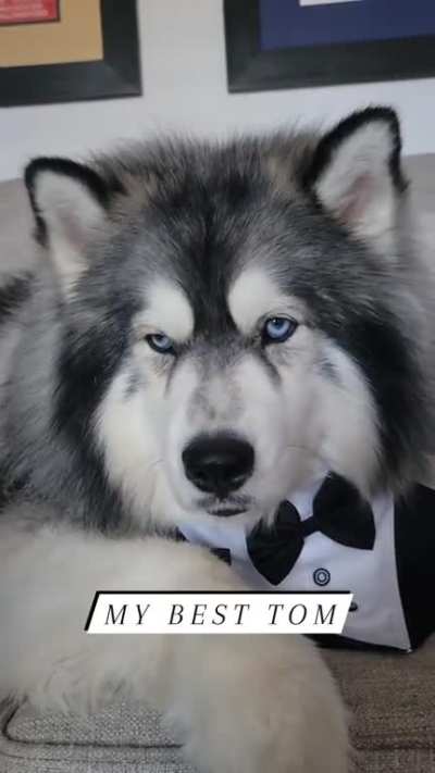 Huskies are incredibly adorable, often being labeled as the world's cutest dog 😍