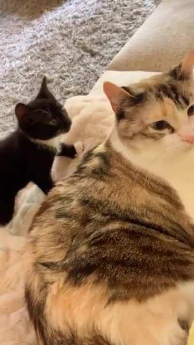 Kitten attacks her mother and falls over
