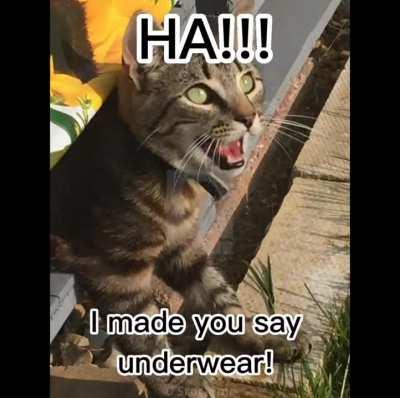 your cat is: alive and dead