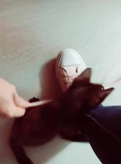 The Monster of the Lace