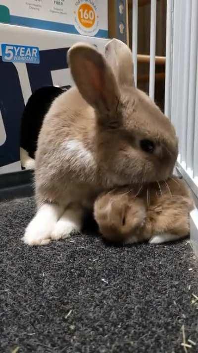 Publio is a loving father bun.