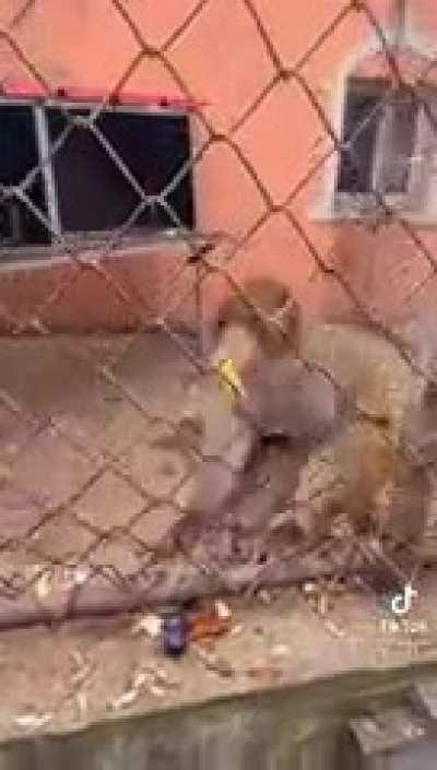 Monkey go brrrrrrrrr