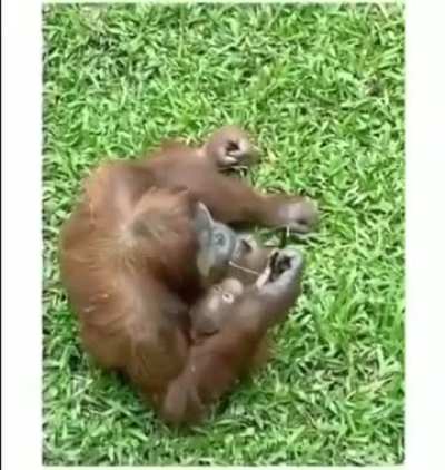 Orangutan tries on sunglasses accidently dropped into its enclosure.