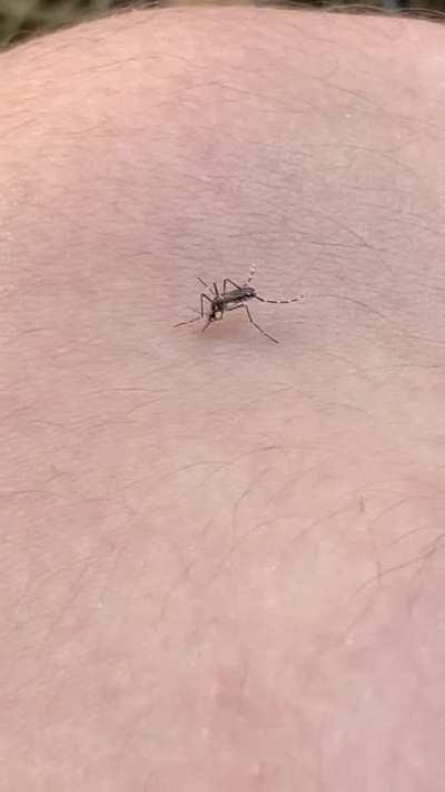 I missed the perfect situation to kill a mosquito
