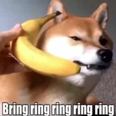 banana phone 🐶