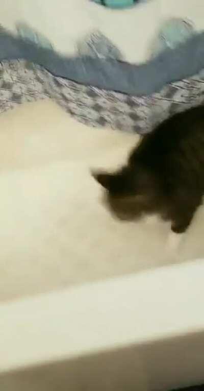 Straight Into the Running Shower, Too!