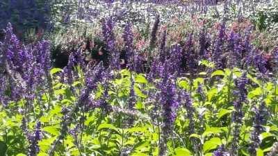 South Park Pollinators