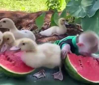 Baby monkey and Ducklings enjoying.