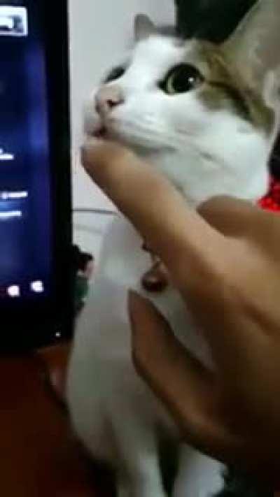 to reboot the cat