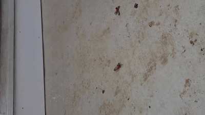 Crush bugs sandals flat thong