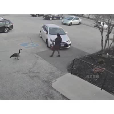 Remix de animales parte 5