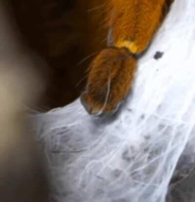 An OBT from The Dark Den YouTube channel clenching its paw.