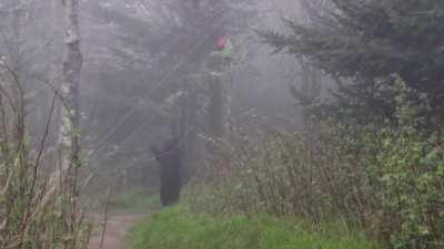 This bear in the smokies on my AT thru had learned how to bounce food bags off of the bear cables' hooks. Luckily we all knew this and used carabiners. No amount of yelling and rock throwing would deter them, so we just had to trust the cables all night