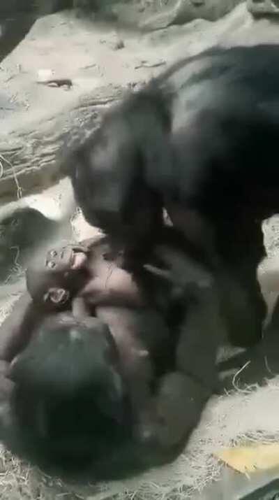 Adorable video of Lana playing with her granddaughter, Amali. - Posted by the Cincinnati Zoo on Facebook :)