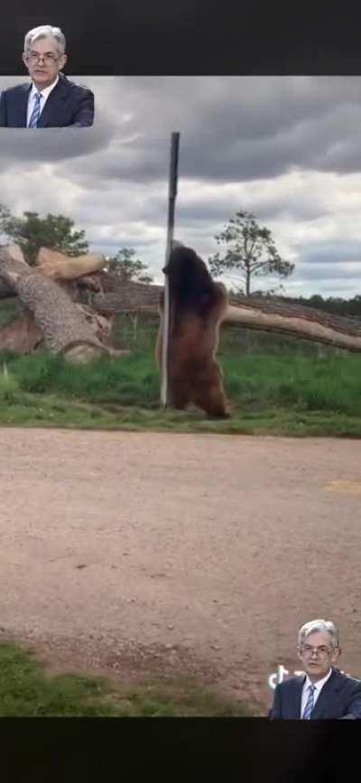 BREAKING: Live footage of bears making a few extra dollars to YOLO on puts.