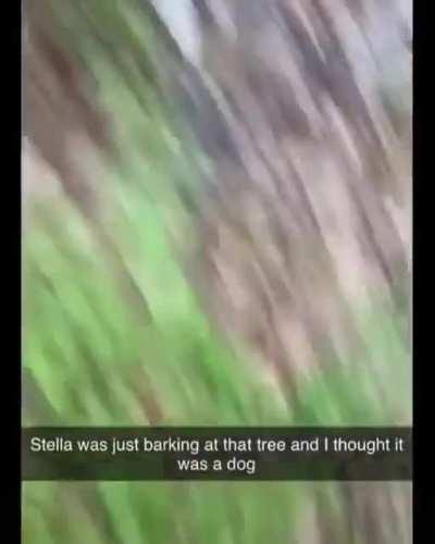 The bear was like 👁️👄👁️