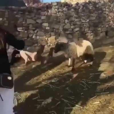 HMC while I take this lambs baby and kick dirt in it’s face.