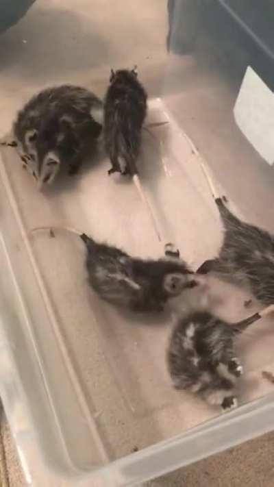 Cricket Snackum Frenzy