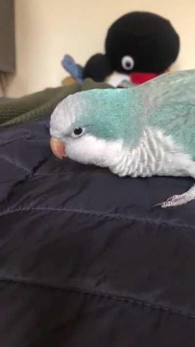 Our welcome home gift from Pumpkin: