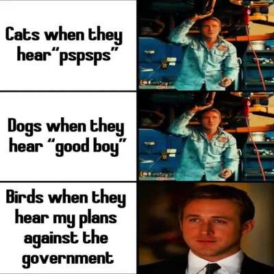 Birds tell everything to the government 