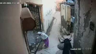 The bull came in calm as hell,