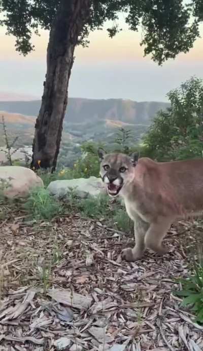 🔥icy gaze of a mountain lion