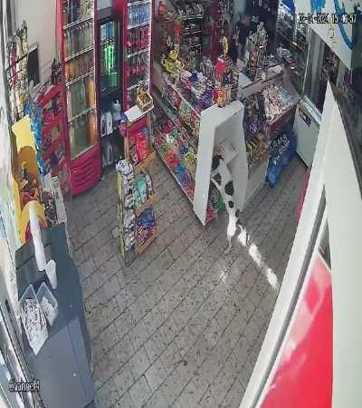 Apareció otro perro ladrón, se robó unas masitas pepas de un kiosco de Ensenada
