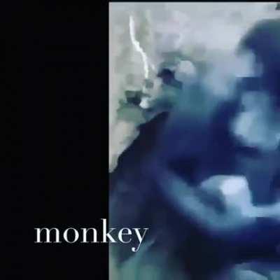 monkey
