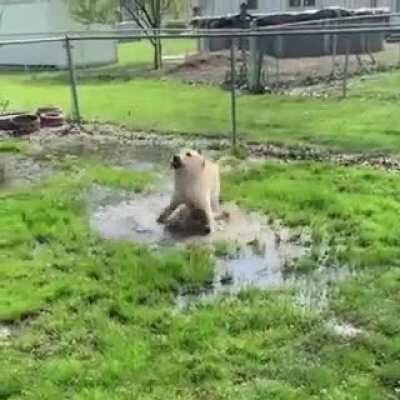 The Puddle Dancer ❤️