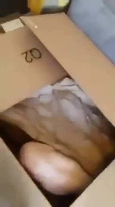 Best Christmas present ever